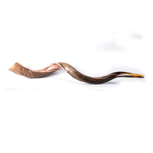 Antelope Yemenite Shofar Jumbo — 106 to 115 cm